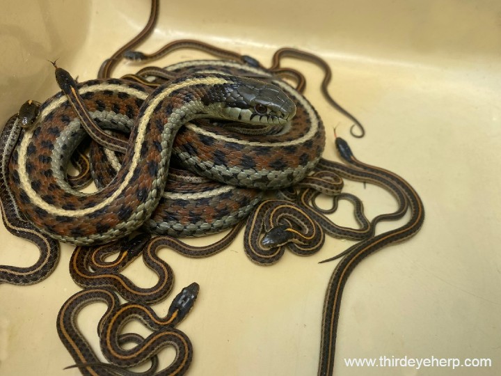 Coast Garter Snakes